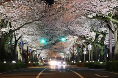夜桜