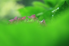 IMG_7784