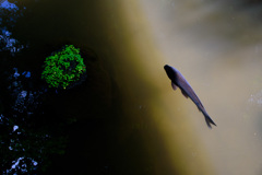koi