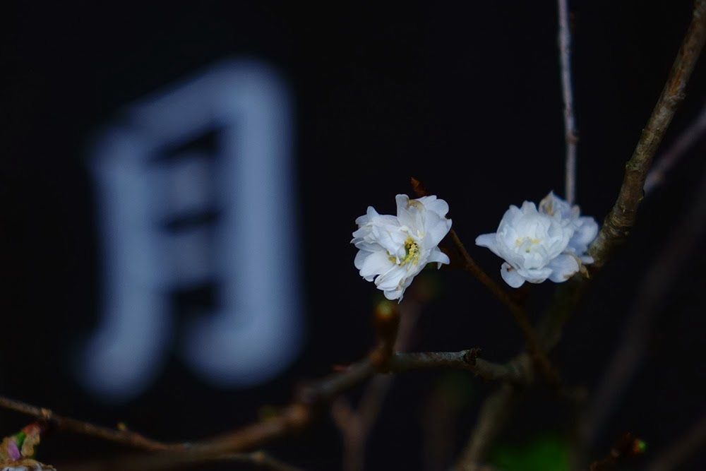 月の花