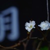 月の花