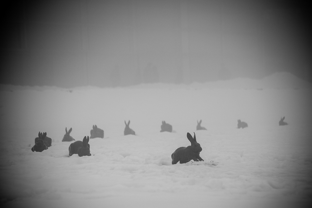 うさぎ、雪ぴょんぴょん