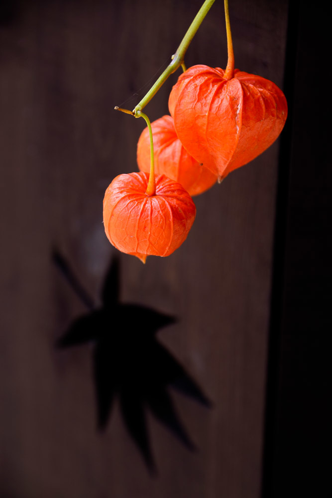 ほおずきともみじ