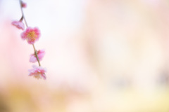 UME
