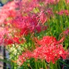 夏の終わり
