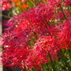 紅
