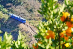 みかん畑からの電車