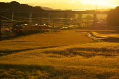 黄金色の風景