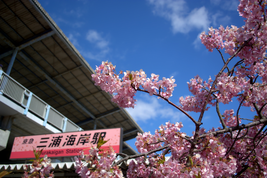 河津桜in三浦海岸