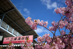 河津桜in三浦海岸