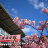 河津桜in三浦海岸