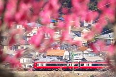 梅のトンネルと赤い電車　