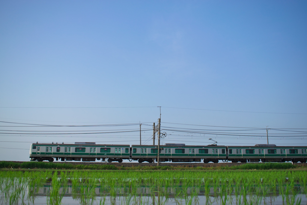 長閑な水田風景