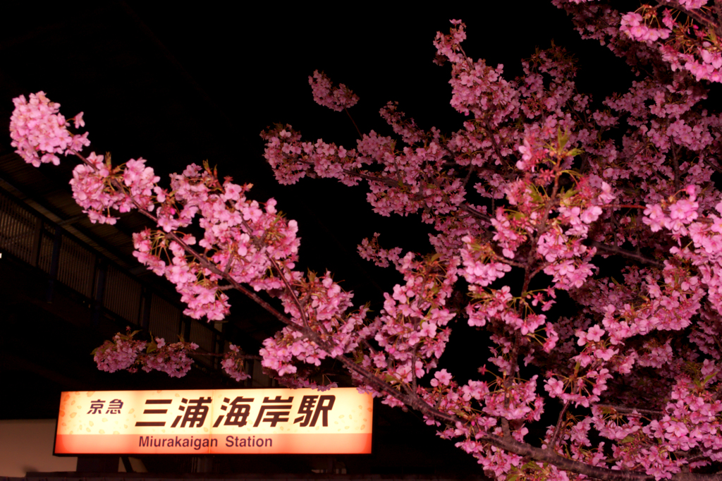 三浦海岸夜桜