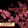 三浦海岸夜桜