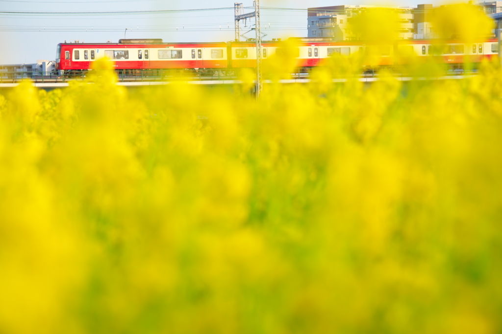 菜の花に揺られて