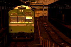 朝陽を浴びるウグイス 朝陽を浴びるウグイス