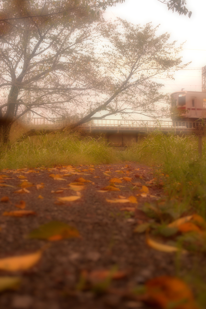 優しく散りゆく