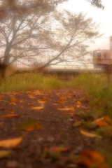 優しく散りゆく