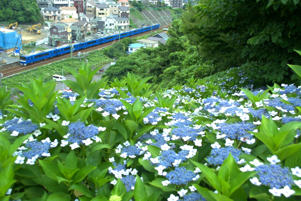 青と青