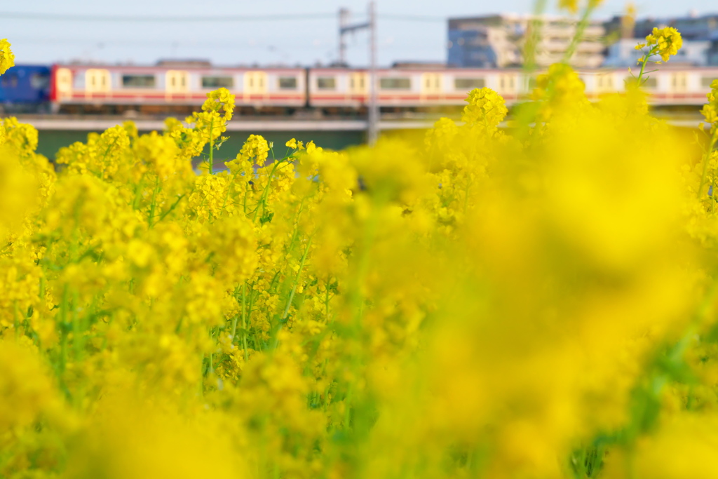 菜の花の向こう
