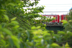 新緑の桜に沿って