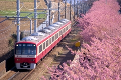 河津桜に沿って