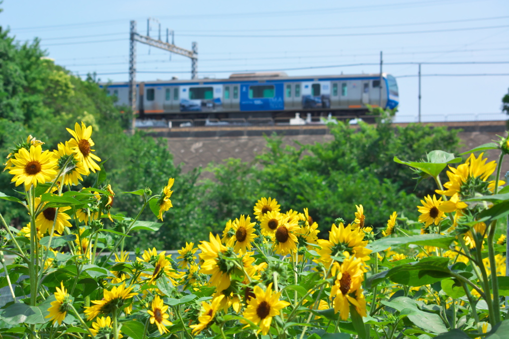 初夏の訪れ