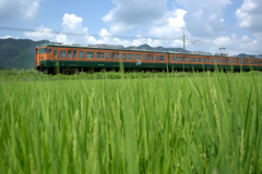 緑の田んぼを行く