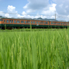 緑の田んぼを行く