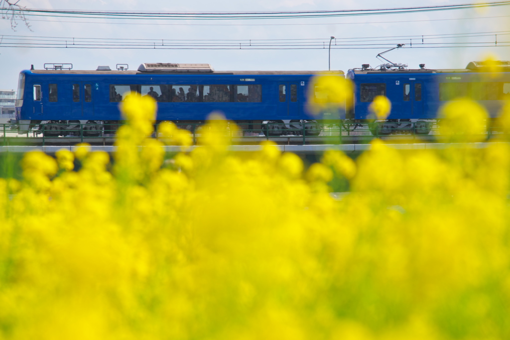 菜の花 With Blue