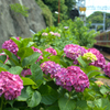 梅雨の晴れ間