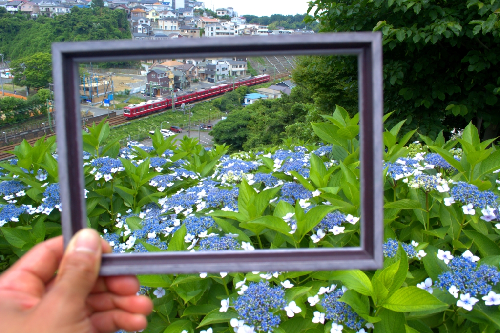 紫陽花の景色？