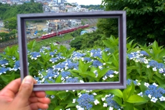 紫陽花の景色？