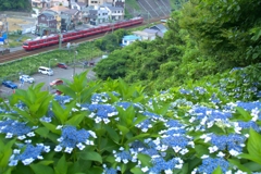 ダルマと紫陽花