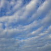 うろこ雲を渡って行く