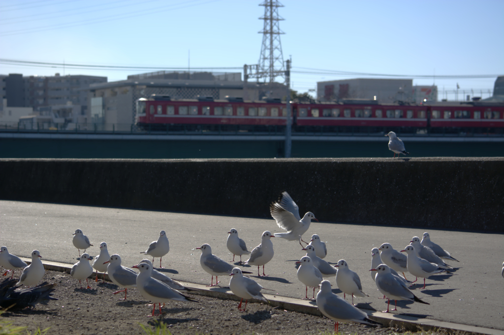 ダルマ電車を横目に