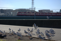 ダルマ電車を横目に