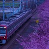 早朝の桜並木を縫って