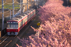 河津桜を走る