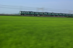 田んぼの絨毯
