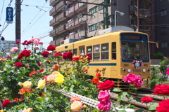 最後の薔薇に見送られて
