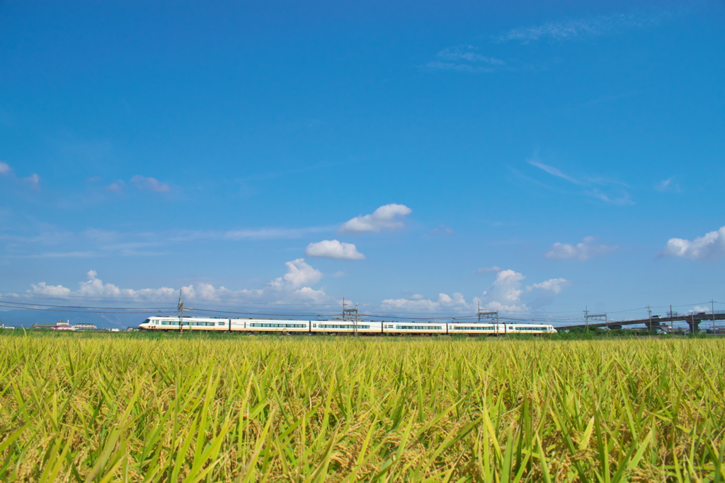 夏の田園風景を行く