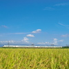 夏の田園風景を行く