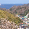 春を迎える田浦の街