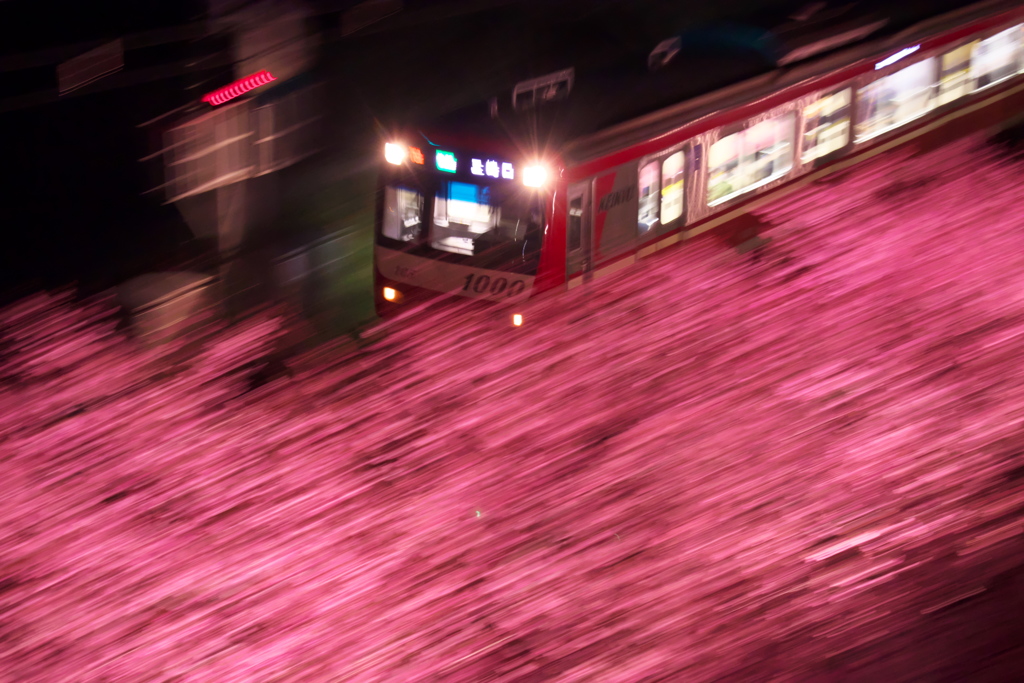 夜の桜吹雪