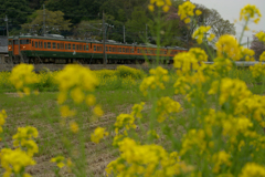 菜の花とカボチャ