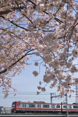 桜の下を