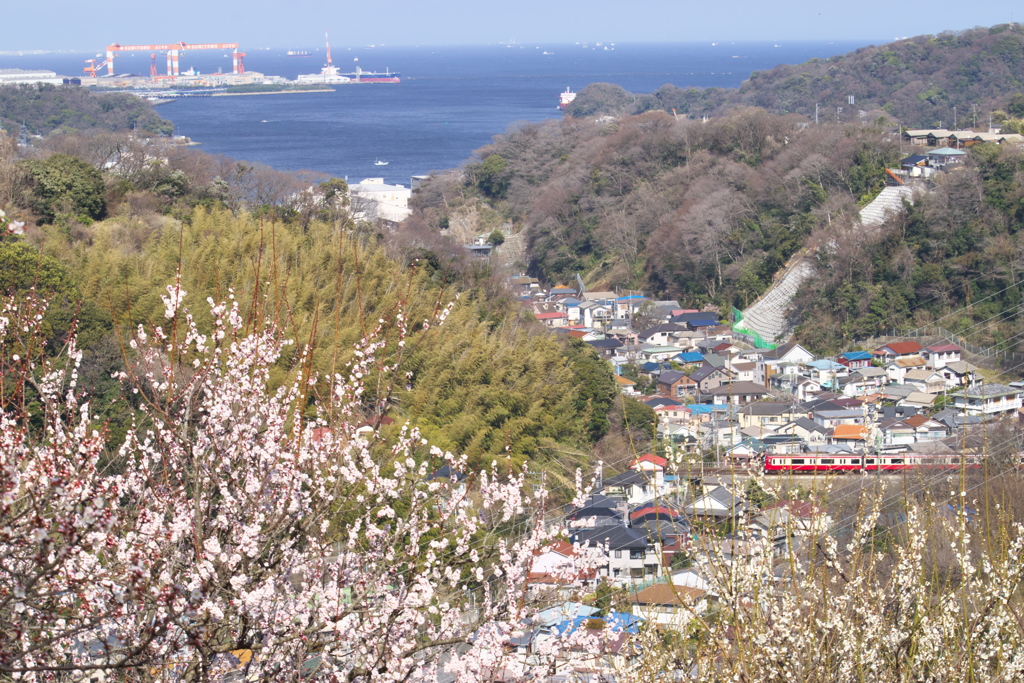 田浦の春景色