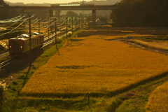 黄金色の秋